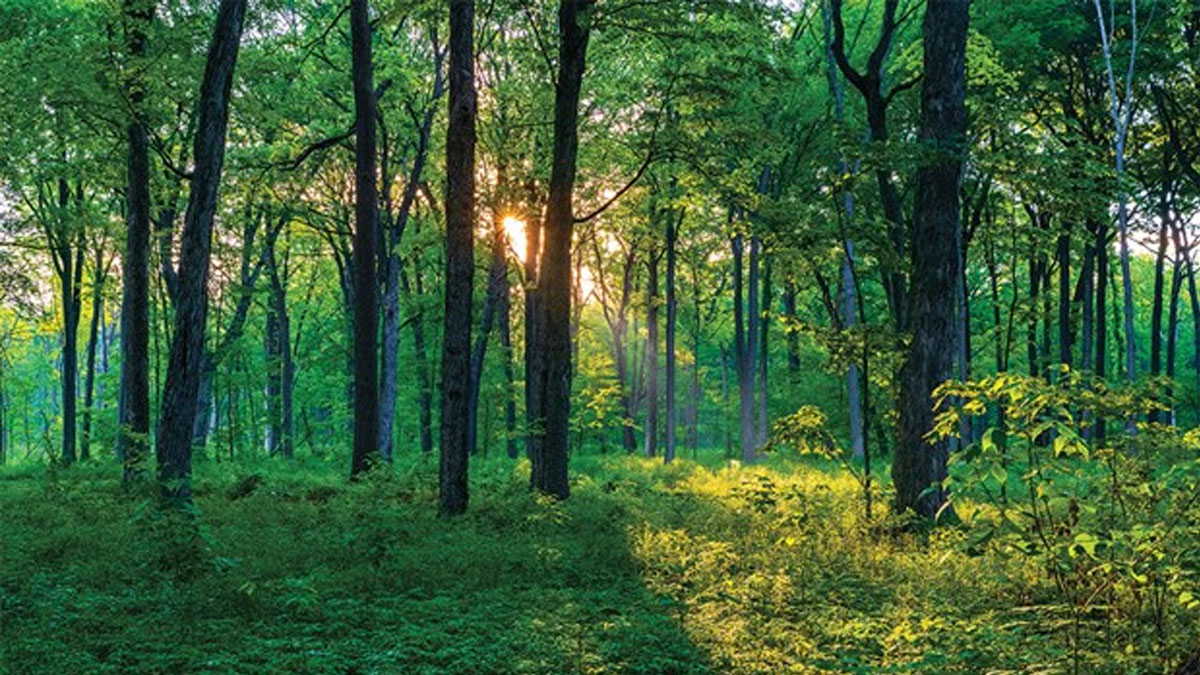 Hike Through History at Wright Woods 